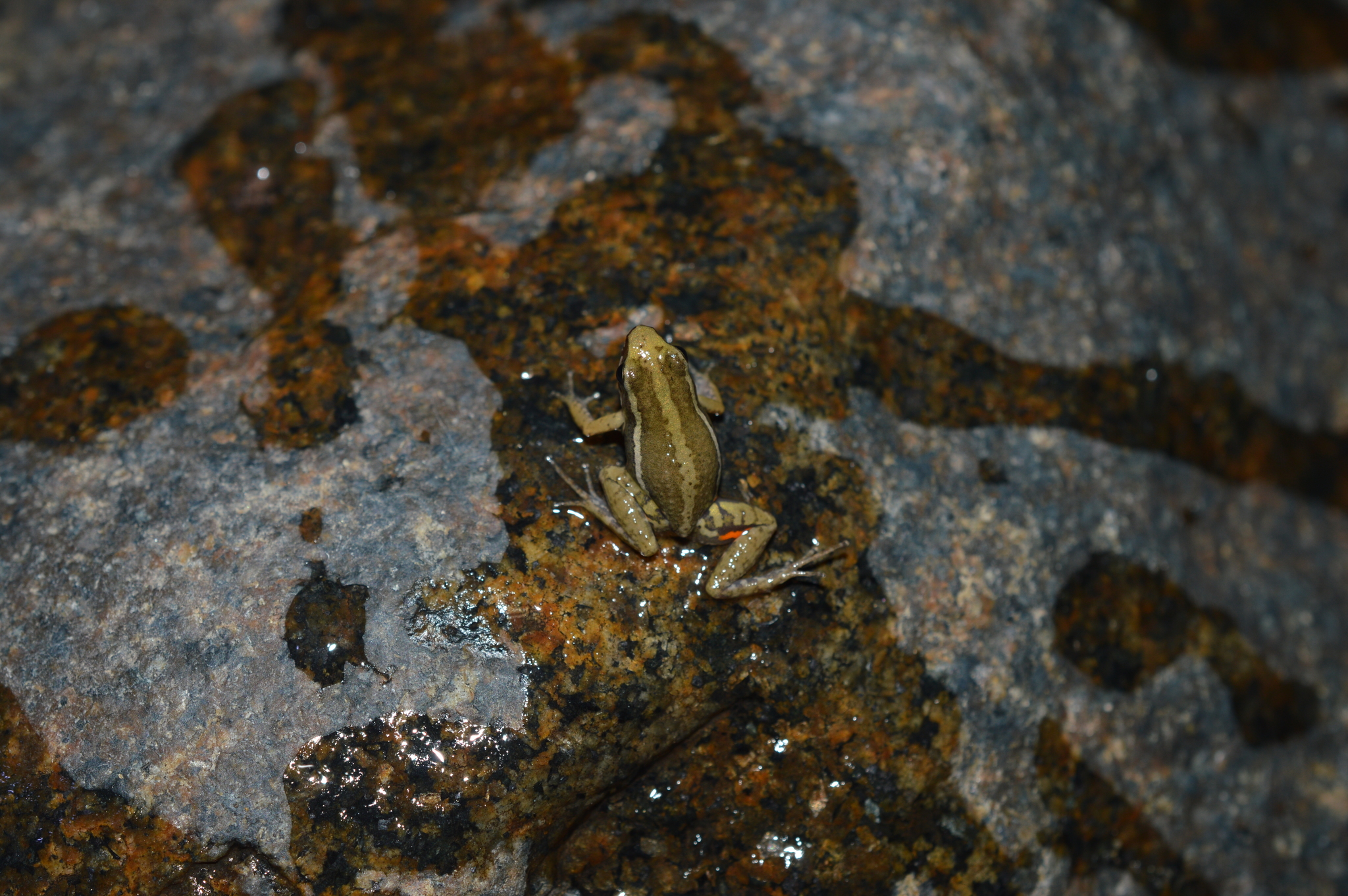 Epipedobates anthonyi image