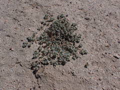 Euphorbia vallis-mortae