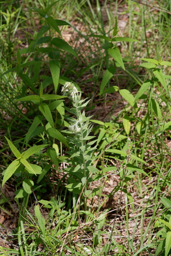 Image of Lithospermum molle by (c) Bonnie Semmling, some rights reserved (CC BY)