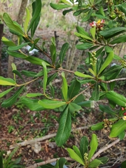 Byrsonima bucidaefolia