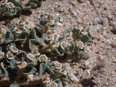 Euphorbia vallis-mortae