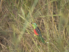 Aprosmictus erythropterus