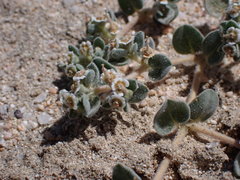 Euphorbia vallis-mortae
