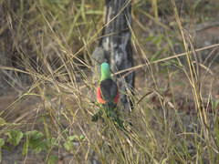 Aprosmictus erythropterus