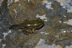 Lithobates bwana