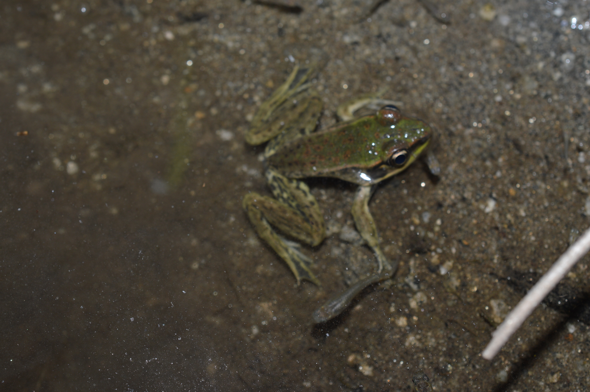 Lithobates bwana image