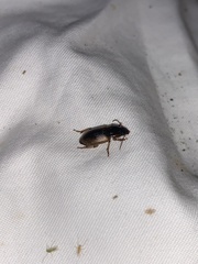 Anisodactylus discoideus