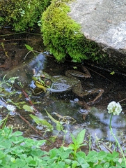 Lithobates catesbeianus