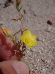 Mentzelia eremophila
