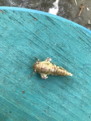 Neocicada hieroglyphica