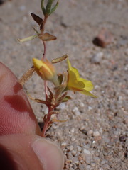 Mentzelia eremophila