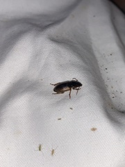 Anisodactylus discoideus