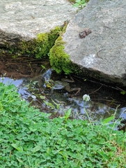 Lithobates catesbeianus