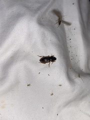 Anisodactylus discoideus