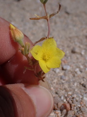 Mentzelia eremophila