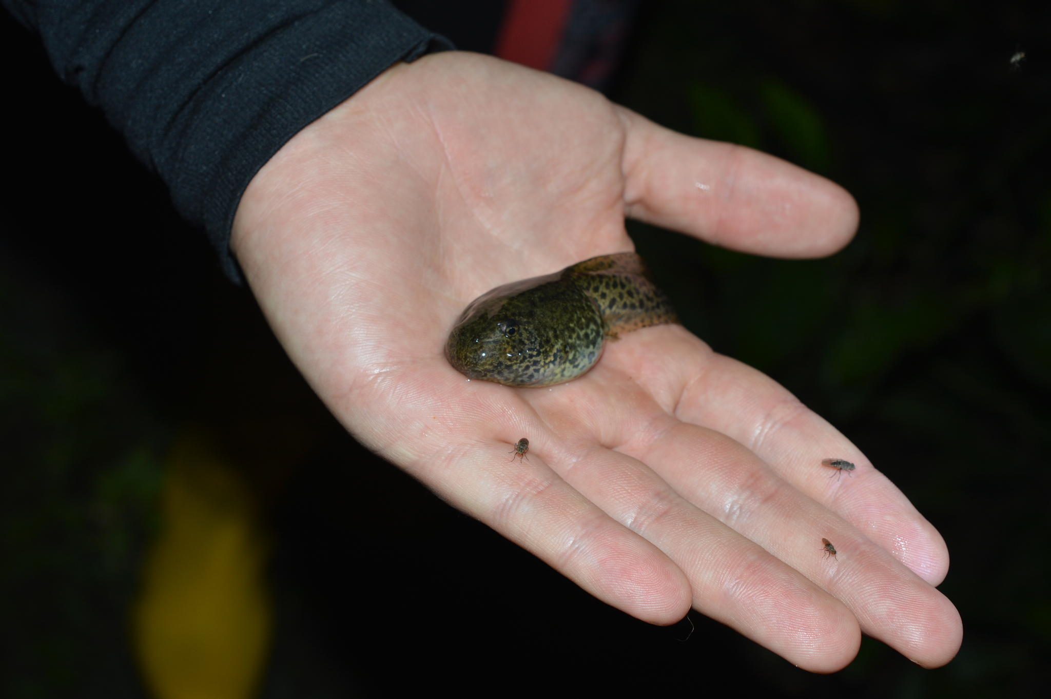 Lithobates bwana image