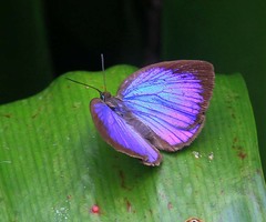 Arhopala inornata