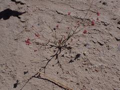 Eriogonum gracillimum