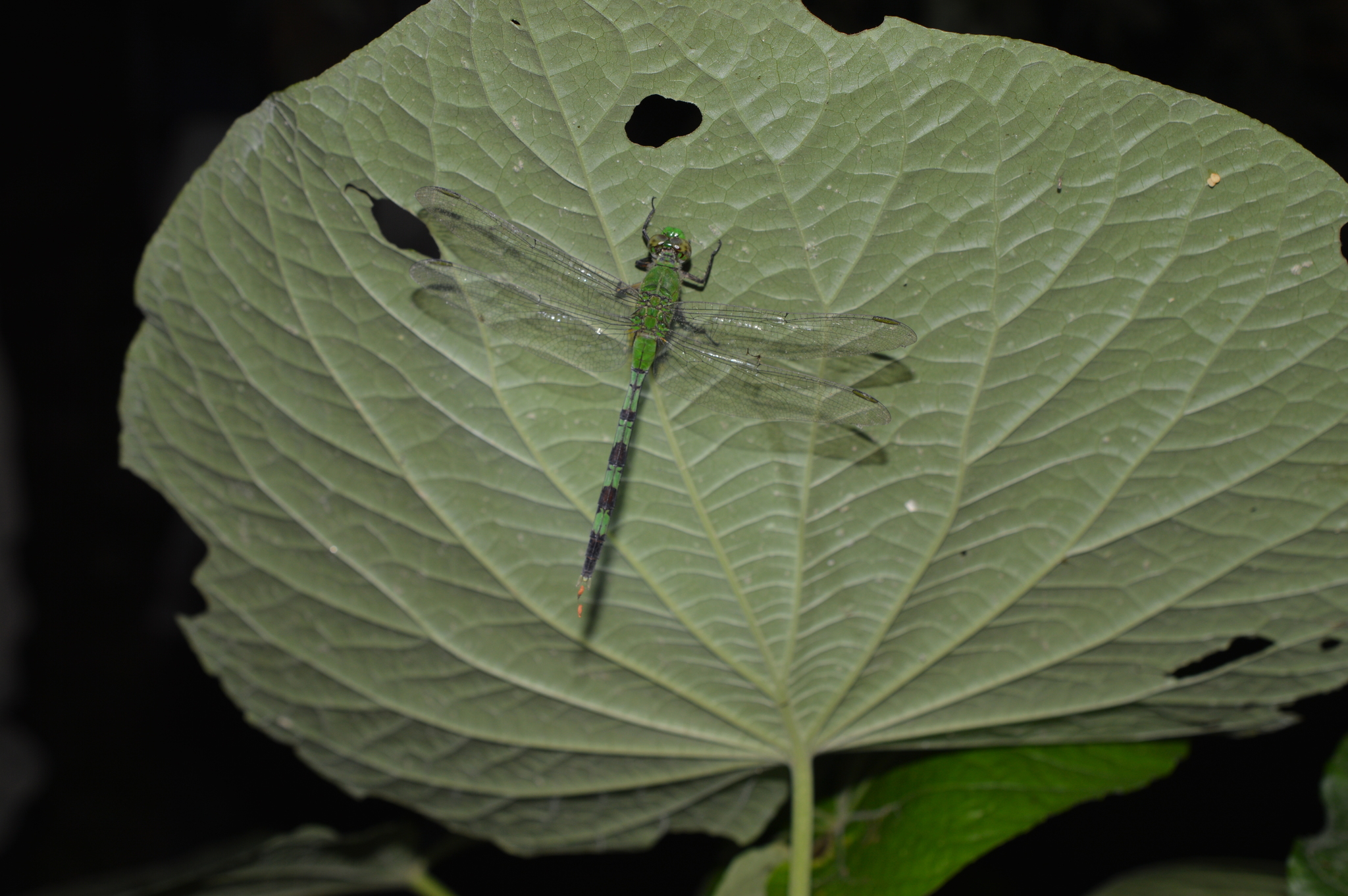 Erythemis image
