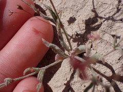 Eriogonum gracillimum