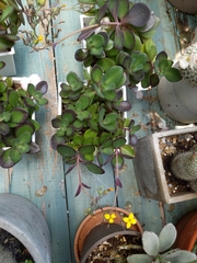 Kalanchoe garambiensis