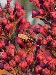 Odontomyia pubescens