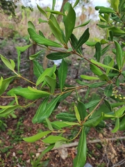 Byrsonima bucidaefolia