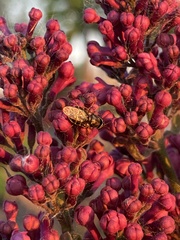 Odontomyia pubescens