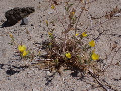 Mentzelia eremophila