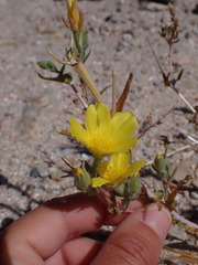 Mentzelia eremophila