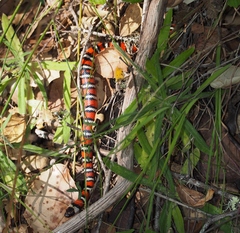 Lampropeltis zonata