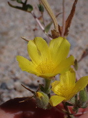 Mentzelia eremophila