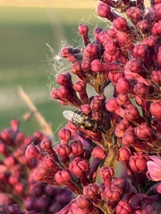Odontomyia pubescens