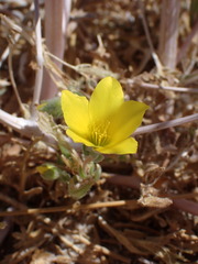 Mentzelia eremophila