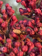 Odontomyia pubescens