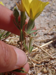 Mentzelia eremophila