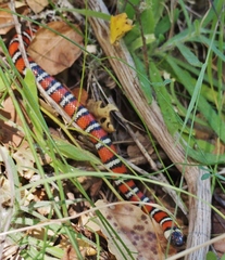 Lampropeltis zonata
