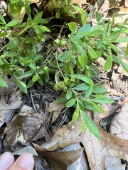 Vaccinium tenellum
