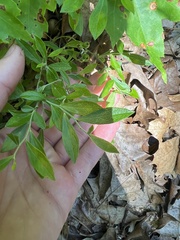 Vaccinium tenellum