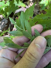 Vaccinium tenellum