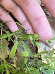 Vaccinium tenellum