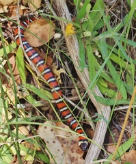 Lampropeltis zonata