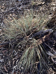Lomandra effusa