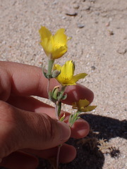 Mentzelia eremophila