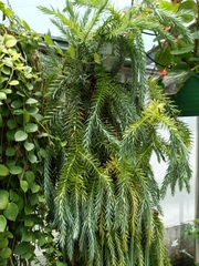 Phlegmariurus dalhousieanus