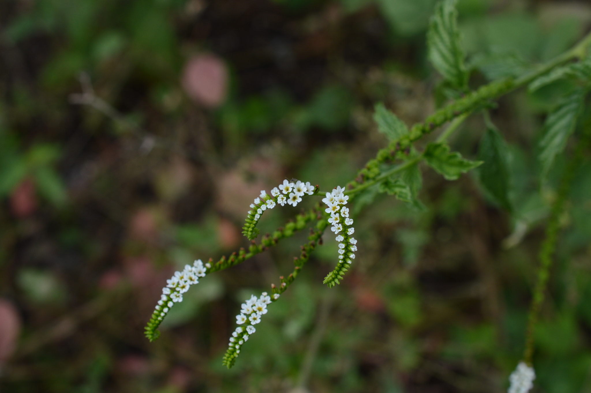 Heliotropium angiospermum image