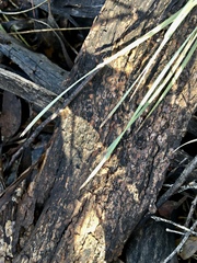 Lomandra effusa