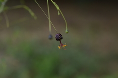 Sidastrum paniculatum