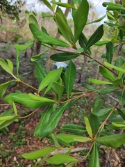 Byrsonima bucidaefolia