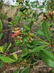 Byrsonima bucidaefolia
